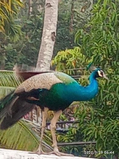 Devi Kripa Residency Apartman Varkala Kültér fotó